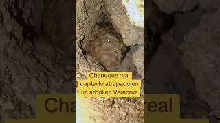 Chaneque Atrapado, Real O Ia?