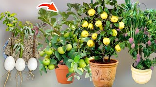 Very Easy Method How To Grow Guava Apple And Mango Tree