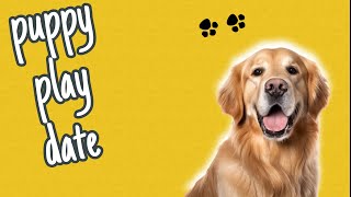 My Dog Has A Puppy Play Date