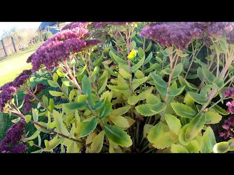 Видео: Удивително свойство на цветята на хортензия: паникулираните сортове могат да променят цвета си