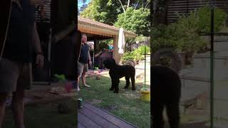 Black Russian Terrier totem tennis | Not so great mouthball coordination