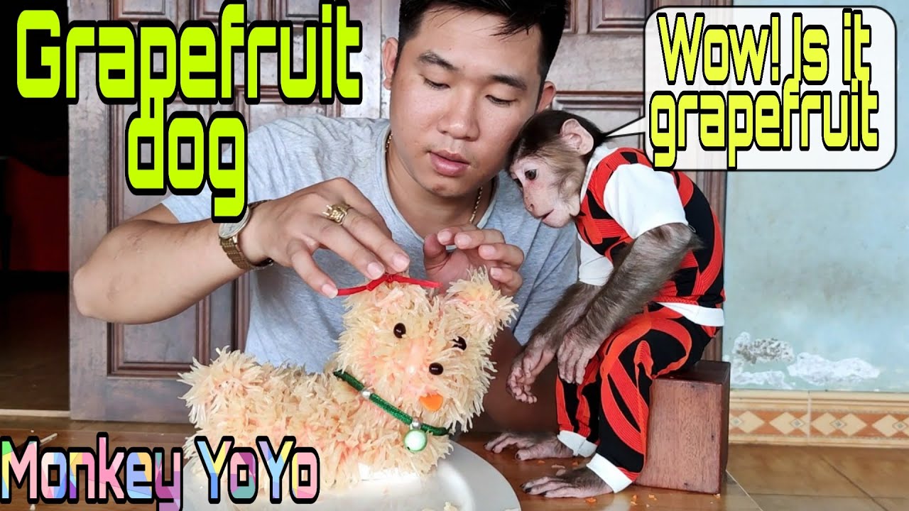 Monkey YoYo jr help dad to make a grapefruit dog |Monkey Baby YoYo