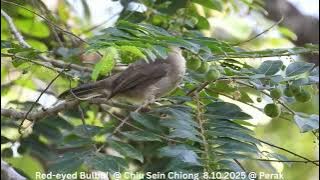 Red-eyed Bulbul @ Chiu S C DSCN9749
