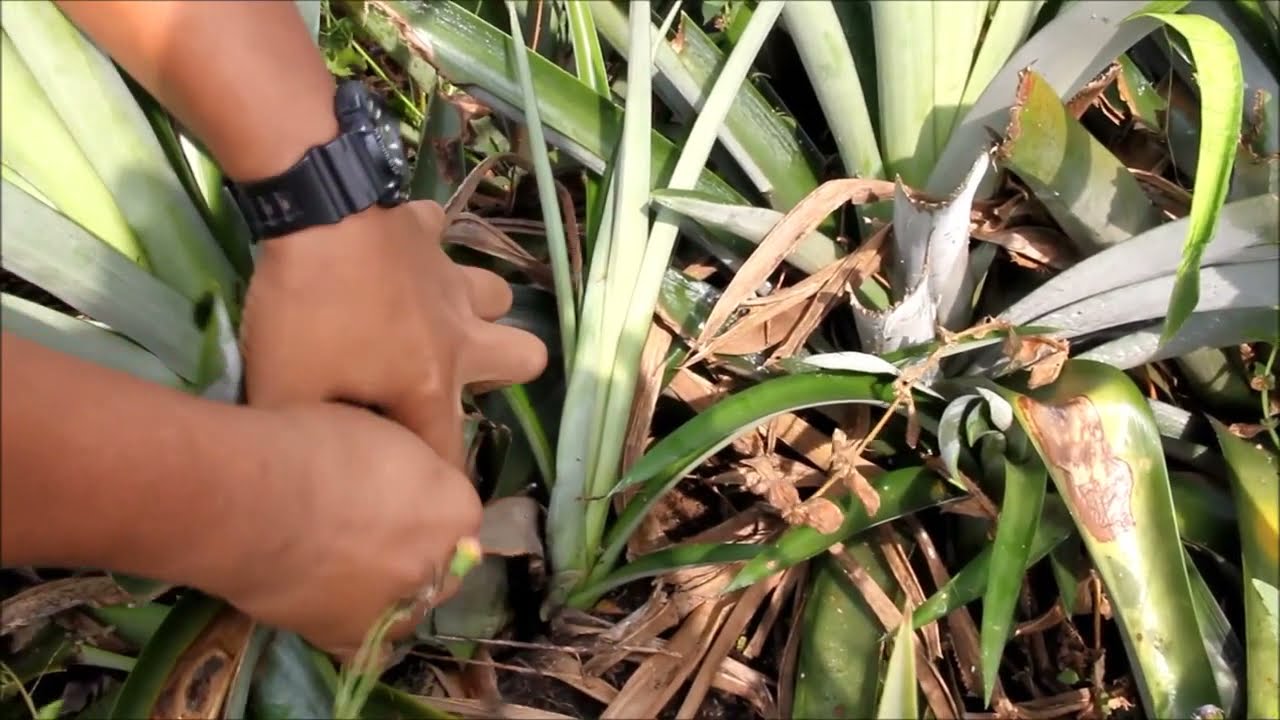 Teknik Pembiakan Benih Nanas