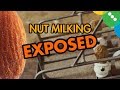 Nut Milking EXPOSED