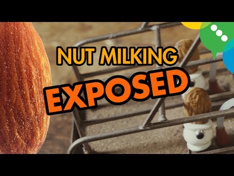 nut-milking-exposed