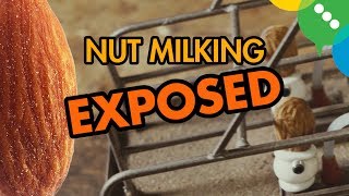 Nut Milking EXPOSED