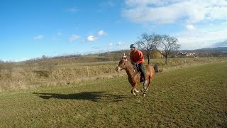 Závod dvou koní Korvína s Mangem 🏇🏇 Cval po loukách 🍀 Nová cesta a dlouhá klusovka lesem 🌲