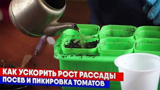 Как ускорить рост рассады  - посев и пикировка томатов