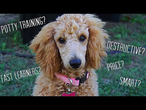 OWNING A MINIATURE POODLE