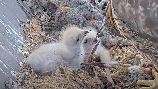 Big Red Serves Nestlings A Chipmunk Dinner At Cornell Hawks Nest – May 1, 2024