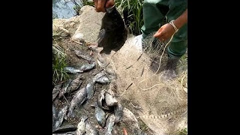 Amazing Cast Net Fishing Skill Catch Giant Fish -Awesome Traditional Net Fishing on The River Part 8