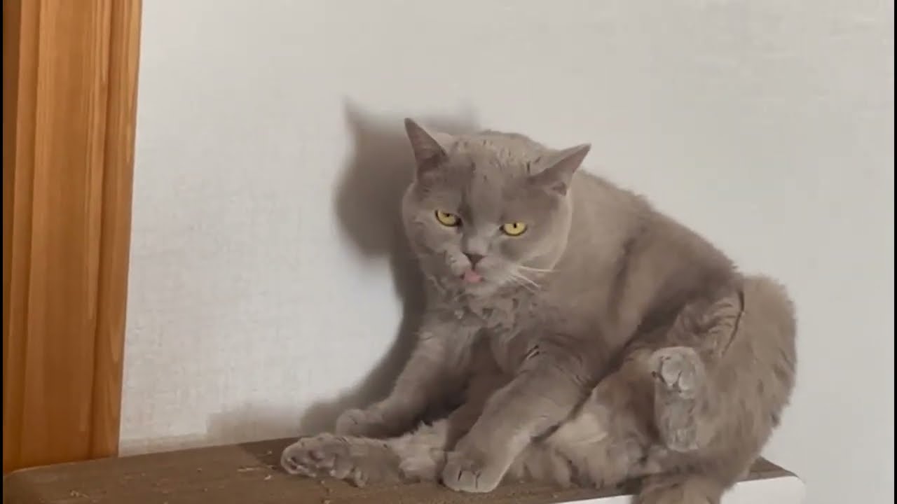 Richie The CAT'S SHOCKINGLY THOROUGH Self Washing Routine