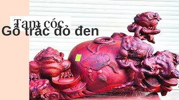 Tượng gỗ: Tam cóc chấn chum tiền gỗ trắc đỏ đen siêu vip | Giá chỉ 1.x | Xưởng Tượng Gỗ