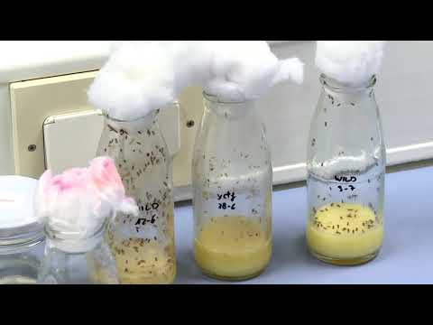 Vídeo: Madm (molécula Adaptadora Mlf1) Coopera Com O Bunched A Para Promover O Crescimento Em Drosophila