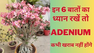 6 Inportent tips for Adenium plant | ful care guide for Adenium plants | 6 बातों का ध्यान जरूर रखें