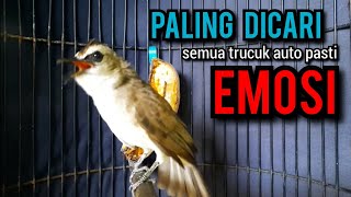 trucukan gacor TARUNG ropel panjang ini paling ampuh buat pancingan trucukan agar bunyi EMOSI