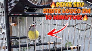 Download Lagu 🔥 Sibite - CANTO PRA FOGUEAR SIBITE EM 10 MINUTOS! 🔥 MP3 Download Lagu 🔥 Sibite - CANTO PRA FOGUEAR SIBITE EM 10 MINUTOS! 🔥 MP3