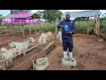 How to feed goats on zero for better performance part 2 u must see  this