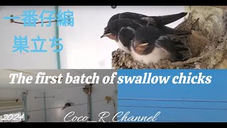 2024/5/14  4:10 14:00   ツバメの営巣　孵化後2223日　巣立ち予定5/13頃 : Swallow Nesting in Japan  Coco_R Channel