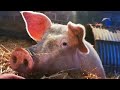 How to butcher a pig an epic porcine journey of pork butchery bacon curing  sausage making