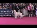 Les meilleurs chiens de travail au cga 2014