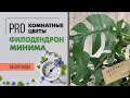 Филодендрон Минима - лиана тропиканка | Уход за филодендроном