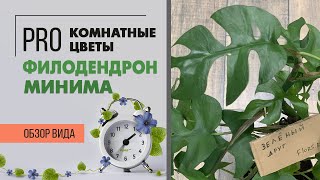 видео: Филодендрон Минима - лиана тропиканка | Уход за филодендроном картинка: Филодендрон Минима - лиана тропиканка | Уход за филодендроном