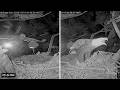 Night Shift Drama 🦉 Wink &amp; Atlas Troublesome Three Days 🦅 Winter Park Eagles 10-19-26