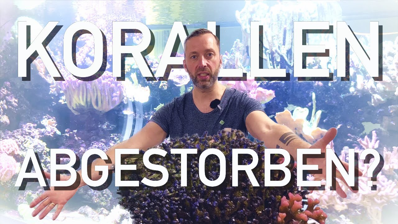 Aquarienpflege im 780Liter Meerwasser Kundenaquarium!