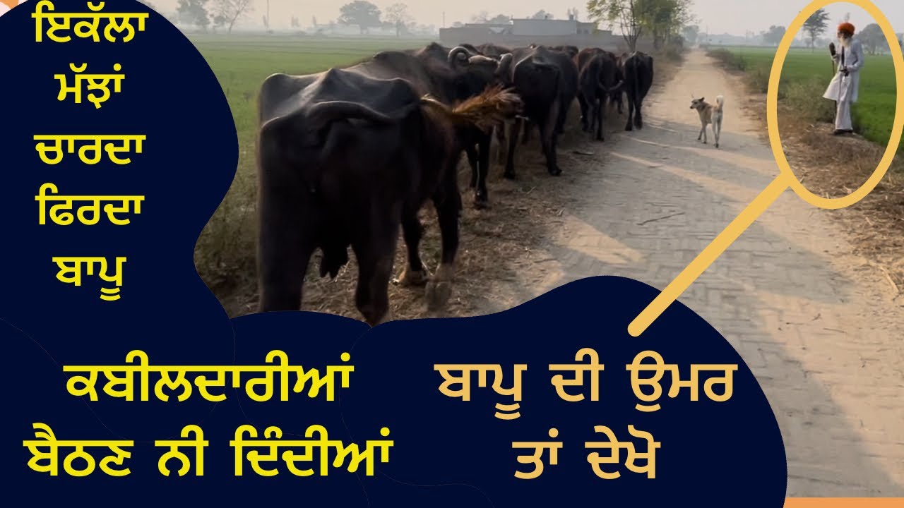 ਅੱਜ ਵੀ 70 ਸਾਲ ਦਾ ਬਾਪੂ ਮੱਝਾਂ ਚਾਰਦਾ ਕਹਿੰਦਾ ਕੋਈ ਬਿਮਾਰੀ ਨੀ ਪਰ ਘਰ ਦੀ ਕਮਜ਼ੋਰੀ ਬੈਠਣ ਨੀ ਦਿੰਦੀ