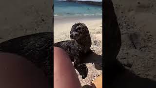 This year's beach vacation is saying goodbye... #animals