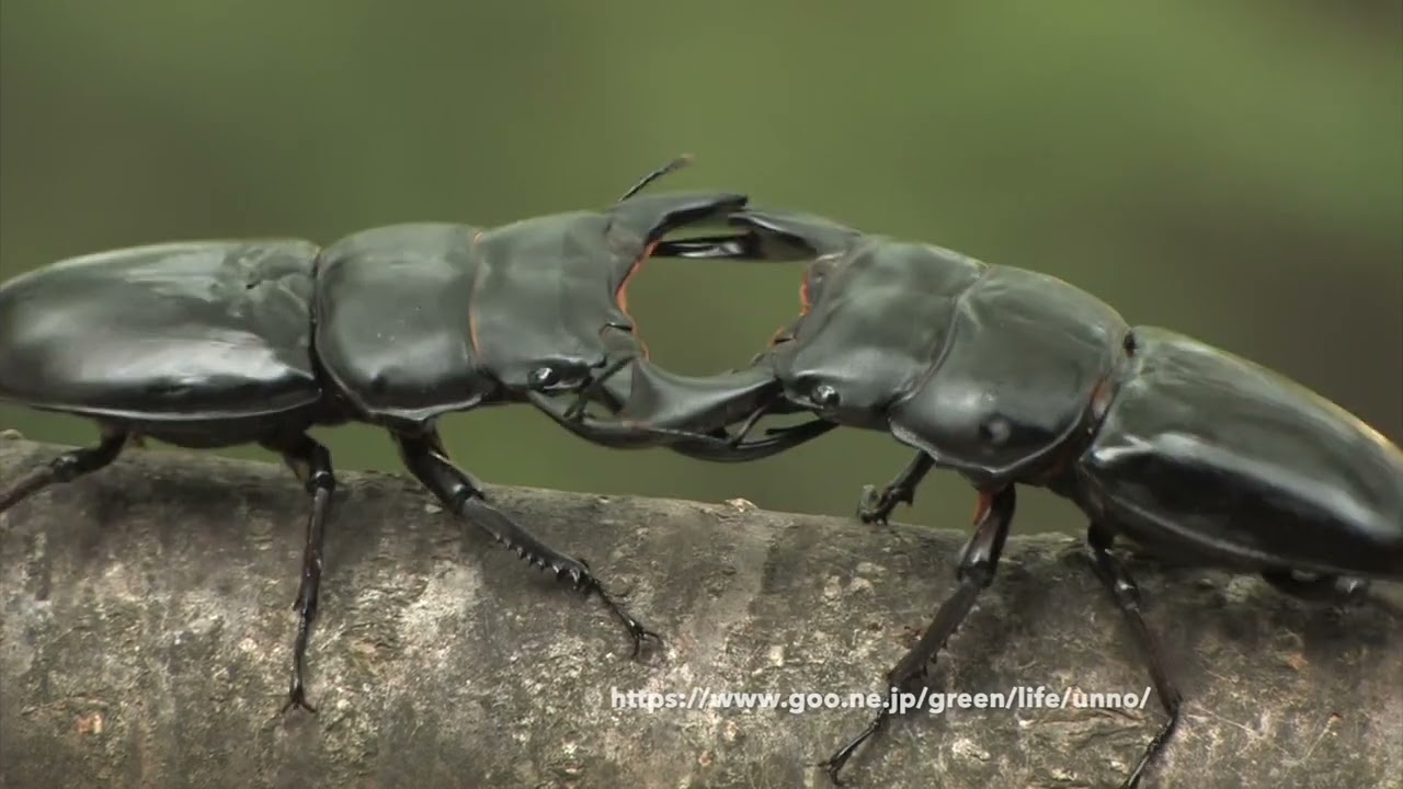 グランディスオオクワガタvsアンタエウスオオクワガタ　Dorcus grandis vs Dorcus antaeus