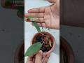 Repotting Hoya Plant Propagated Cuttings - Hoya Benvergarai// Hoya Plant Care Indoor