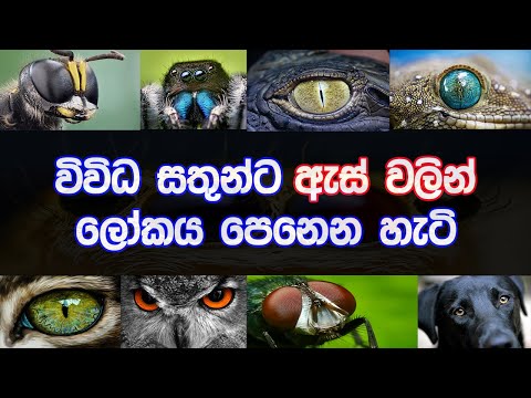 විවිධ සතුන්ගේ ඇස්වලට මේ ලෝකය පේන්නෙ කොහොමද? | How Animals See The World | Sinhala