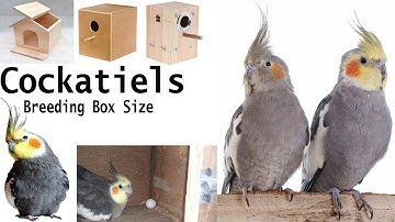 Cockatiel Breeding Box size or Dimensions | Cockatiel Breeding Box Measurement | Cockatiel Breeding