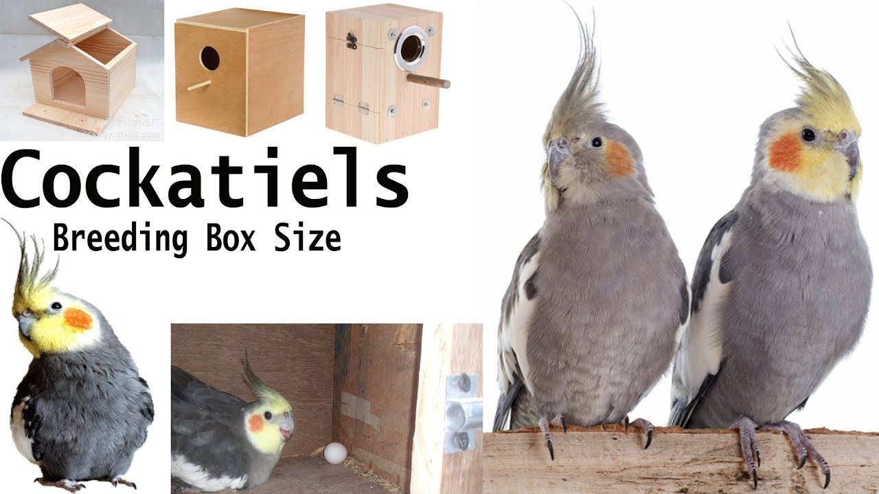 Cockatiel Bird Breeding Box cockatiel-bird-breeding-box