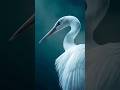 king of water Land : Egret . #facts #wildlife #birds #egret #documentary #nature