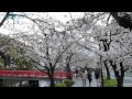 小田原城址公園の桜が見ごろ