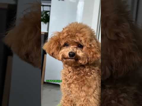 Топ 3 породы