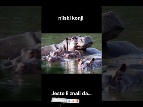 Video: Gdje se rađaju nilski konji? Rađaju li se nilski konji pod vodom?
