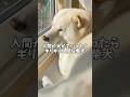 人間か犬かでいったらギリギリ人間な柴犬　#shorts #柴犬 #犬 #dog