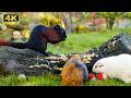 CAT TV: Squirrels for Cats! 🐿️ Funny Squirrels &amp; Non-Stop Action (HD)