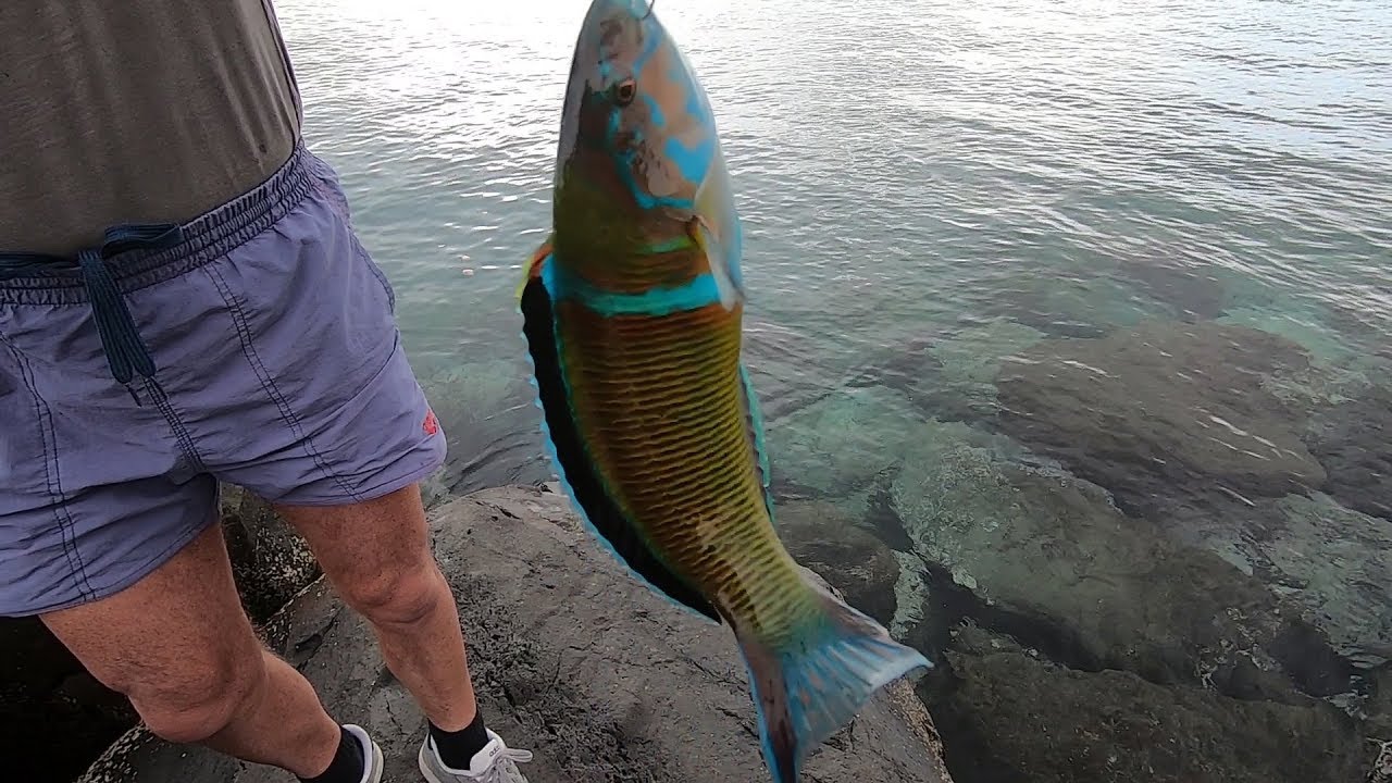 Pescare con la Bolognese in Mare - La Pesca con il Pane [VIDEO SULLA PESCA  IN MARE] 