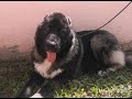 Evolución cachorro Pastor del Caucaso de los 45 días a los 8 meses