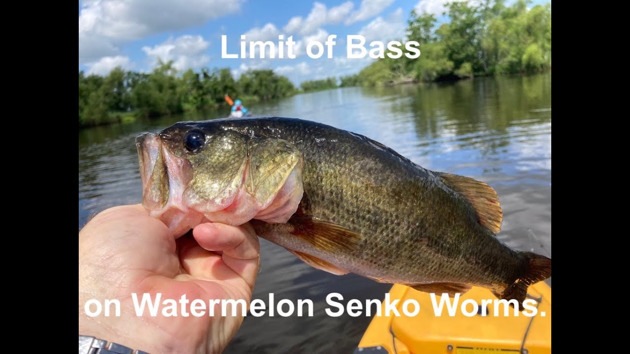 Limit of Bass on Watermelon Senko Worms 