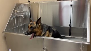 How to Install a Dog Washing Station with the Correct Plumbing Attached!