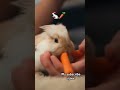 ارنب ياكل الجزر Rabbit Eating Carrot