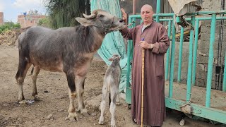 نزول شديد في اسعار  العجميات الجاموس العشر والوالد وانتظار ولاده