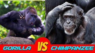 Gorilla vs. Chimpanzee Face-Off! Which Ape Will Win? by Familiarity With Animals (FWA) 530 views 3 weeks ago 9 minutes, 8 seconds